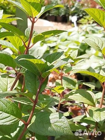 Саженцы метельчатой гортензии