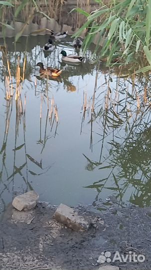 Подсадные утки чубарые