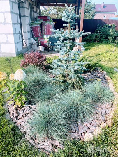 Овсяница голубая