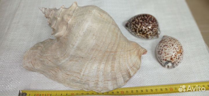 Большая морская раковина