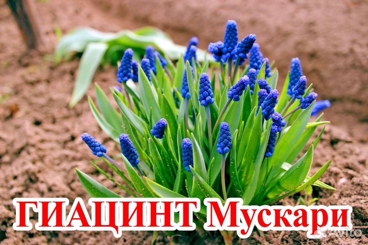 Ремонтантная малина