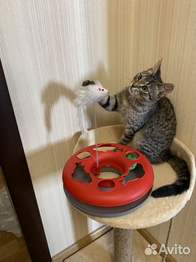 Чудесная тигрулька в ответственные ручки