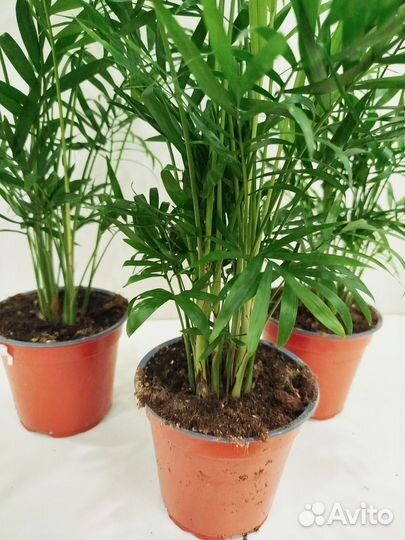 Пальма Хамедорея Элеганс, 55 см