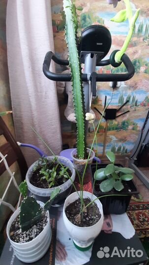 Комнатные растения, красула,каланхоэ,индийский лук