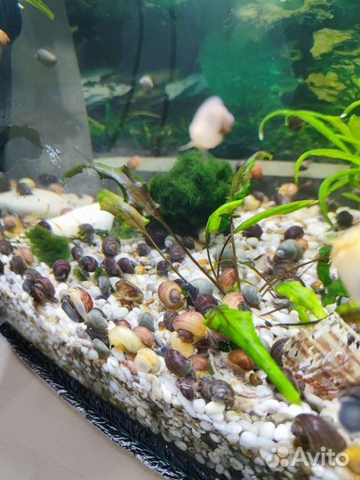 Улитки ампулярии