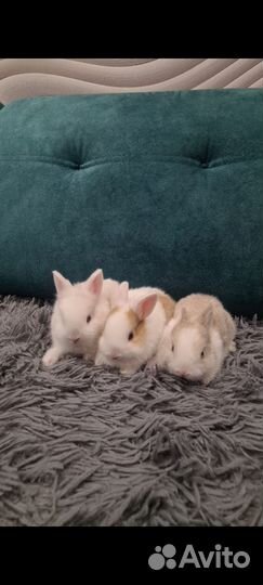 Карликовый кролик