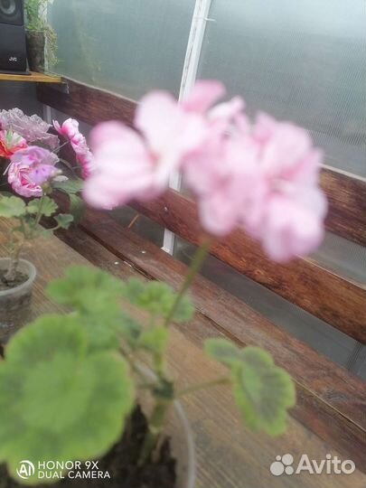 Пеларгония герань