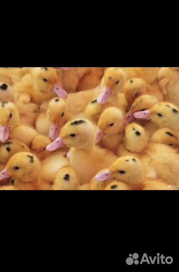 Утята муларды