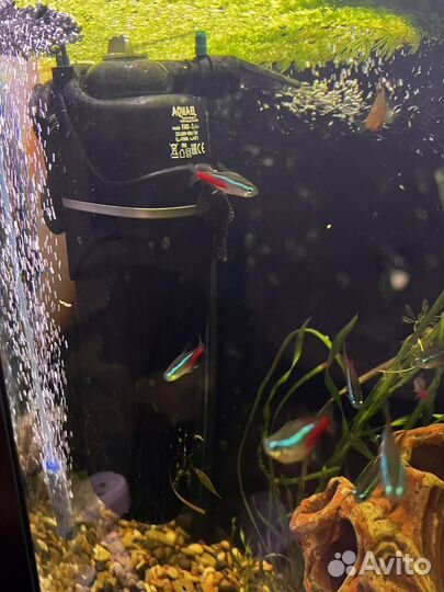 Аквариум