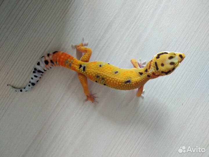Эублефарчики