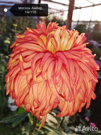 Хризантемы эксклюзив