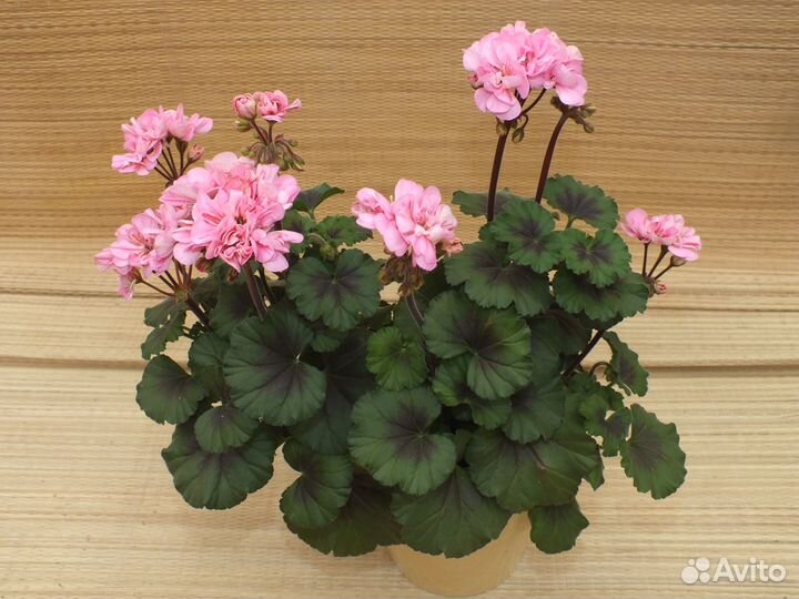 Пеларгония (герань)
