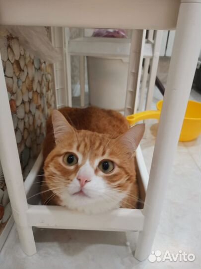 Котик