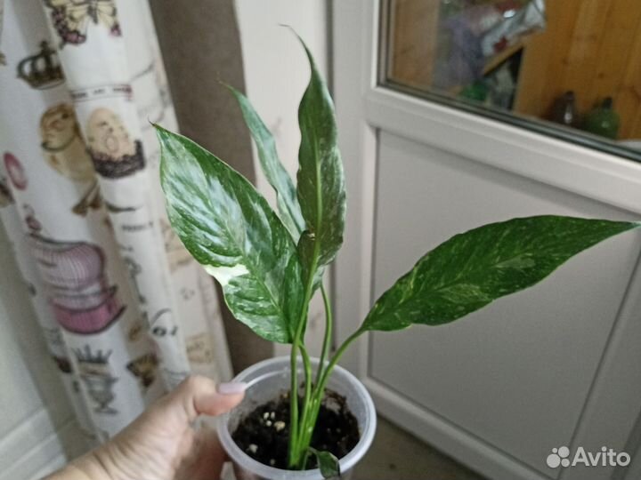 Спатифиллум домино Джемени