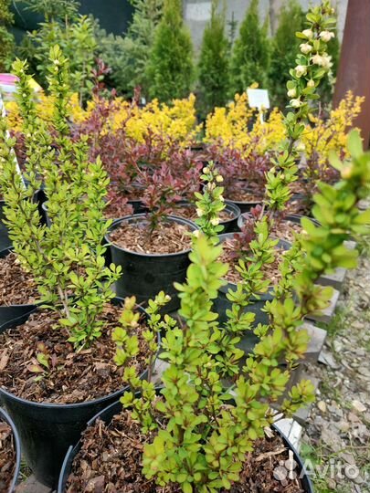 Барбарис Аурея