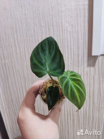 Филодендрон бородавчатый