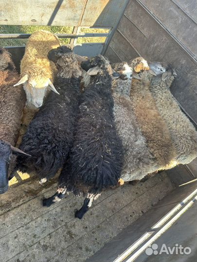 Овцы бараны ягнята гисарские козы
