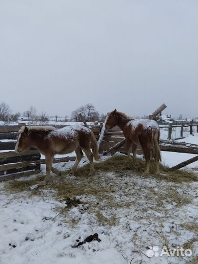 Продам двух жеребят и тёлочку