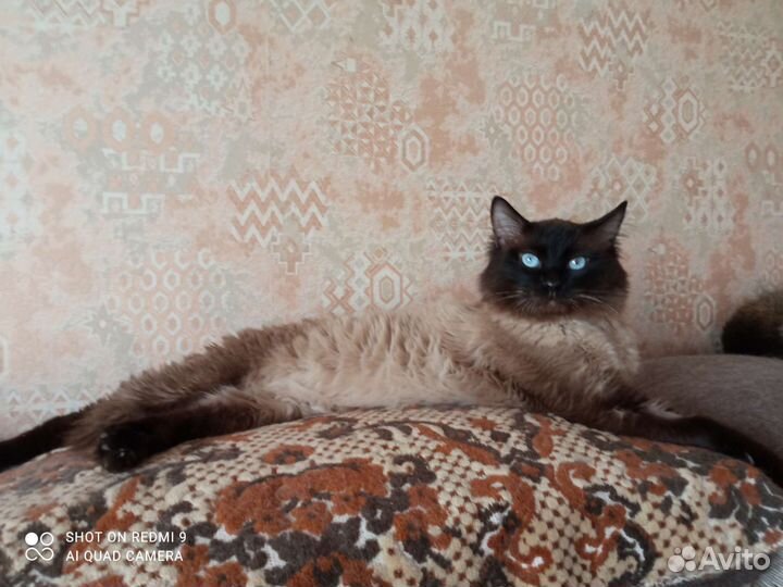 Кот мечтатель