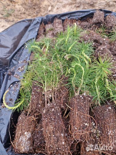 Саженцы сосны зкс оптом