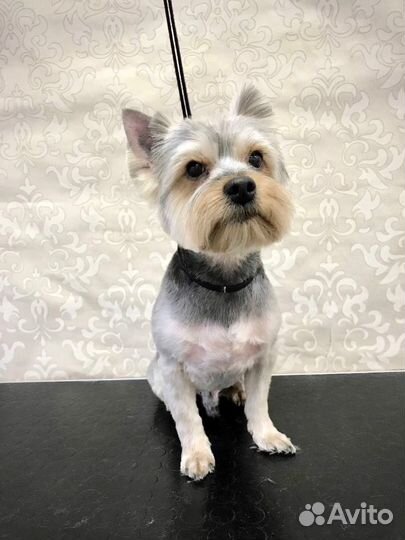 Грумер Стрижка собак и кошек Рыбацкое