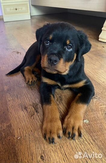 Передержка собак в частном доме