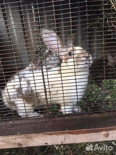 Кролики Великан