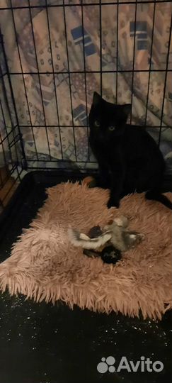 Котенок девочка 4 месяца