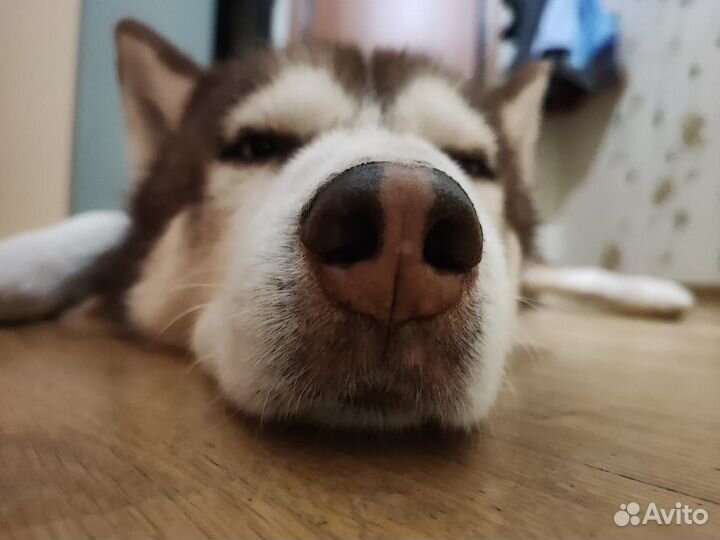 Сибирский хаски кобель вязка