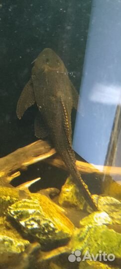 Рыба разная