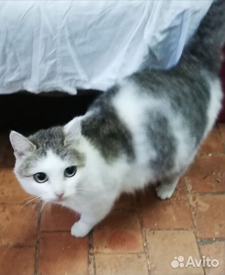 Кошка