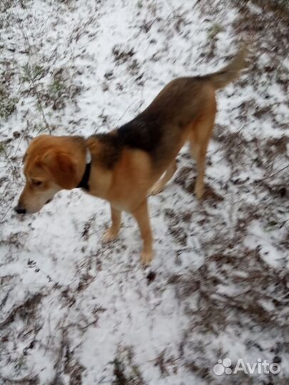 Щенки русской гончей