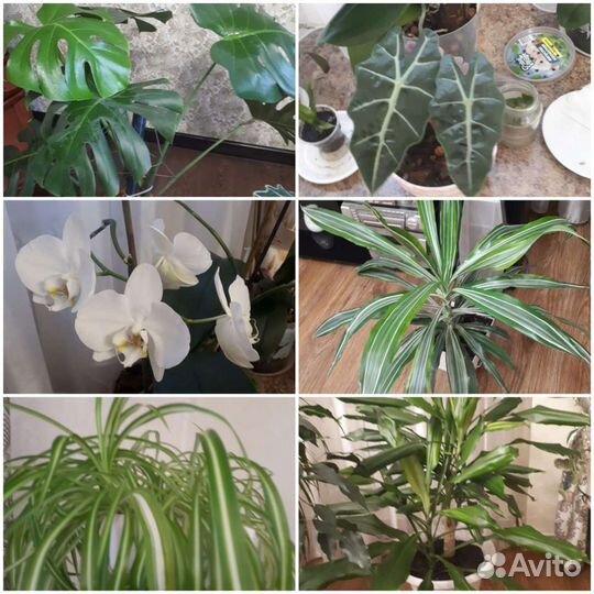 Комнатные цветы для офиса и дома