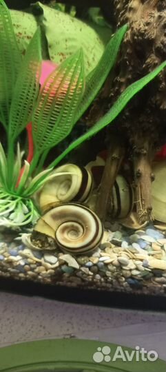 Улитки аквариумные Мариза