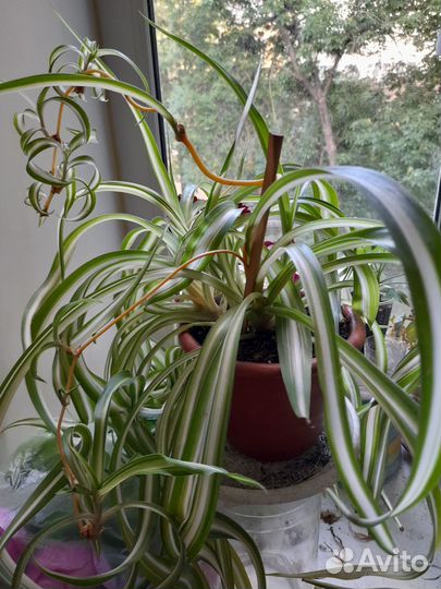 Хлорофитум кудрявый