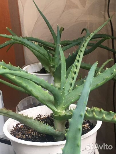 Алоэ древовидное и алое вера