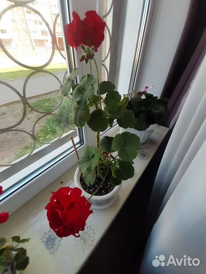 Герань пеларгония