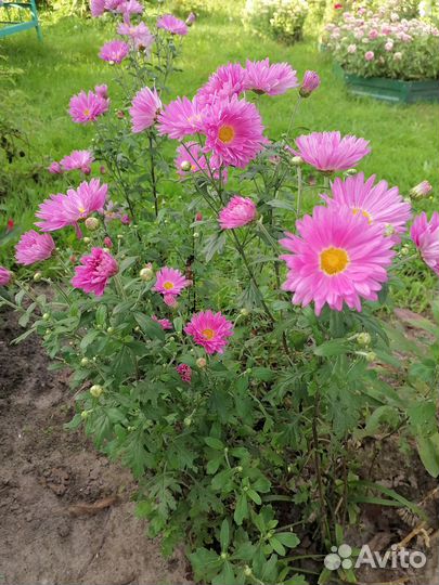 Хризантемы корни