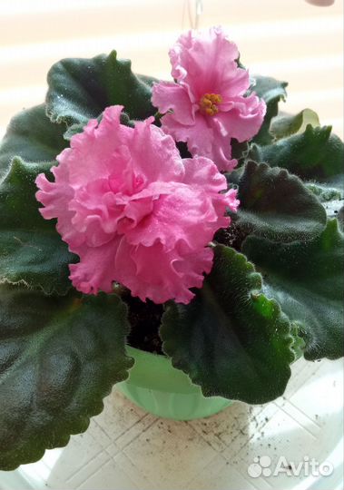 Цветущие фиалки