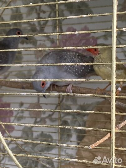 Астрильд тросниковый (пара горлиц )