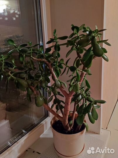 Продам цветы комнатные