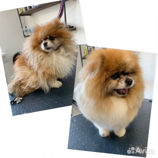 Груминг с вывозом и привозом питомца к клиенту