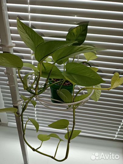 Комнатные растения