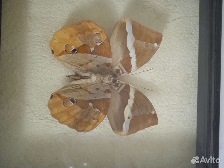 Бабочка Бархатница