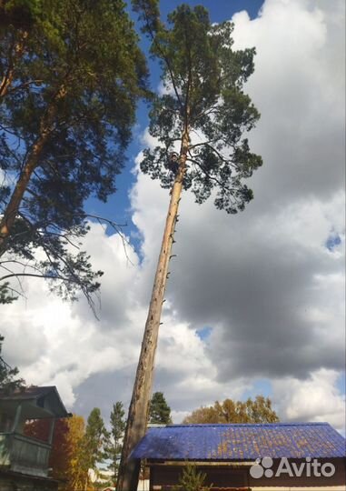 Спил и удаление деревьев любой сложности