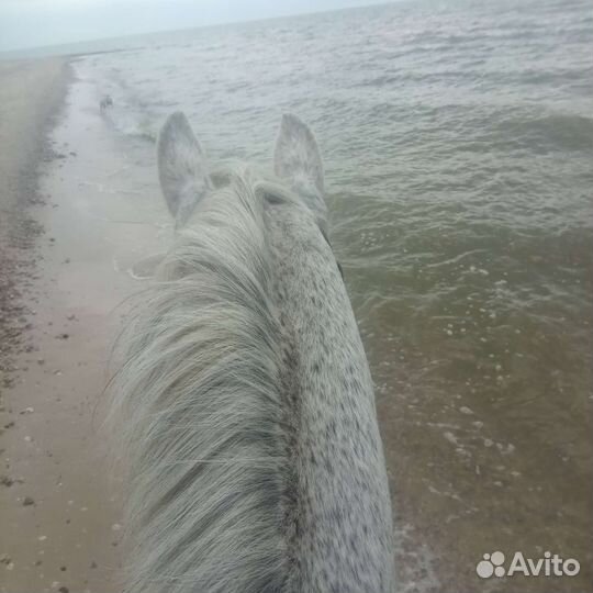 Конные прогулки, обучение верховой езде