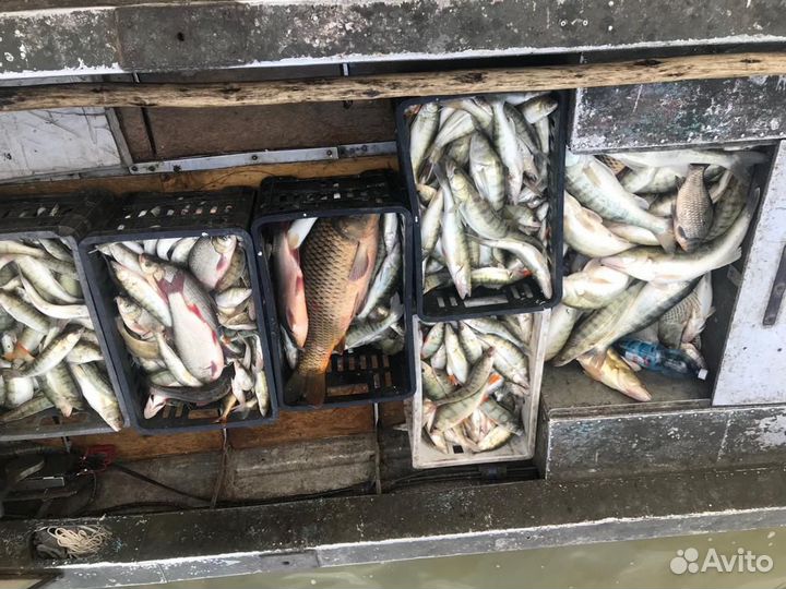 Рыба свежемороженая охлажденая