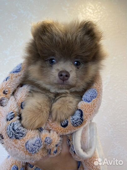 Щенки шпица редких окрасов