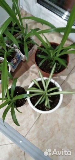 Комнатные цветы. Хлорофитум