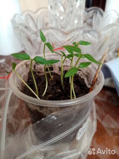 Горький перчик